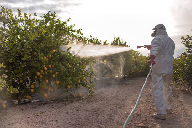 Best Wasp Removal Services  in Marlow, OK