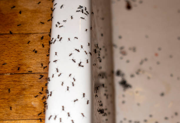 Best Best Pest Control Near Me  in Marlow, OK
