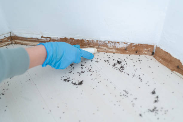 Best Local Pest Control Services  in Marlow, OK