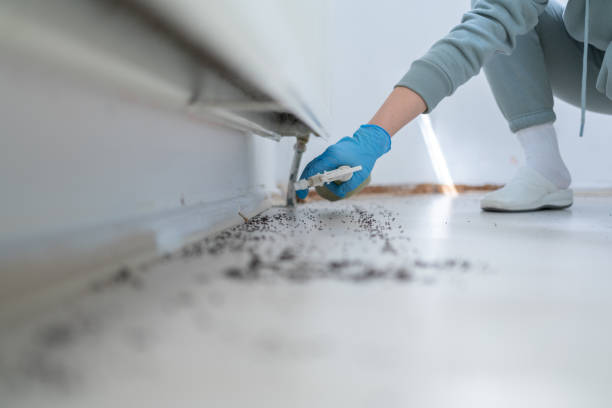 Wasp Removal Services in Marlow, OK